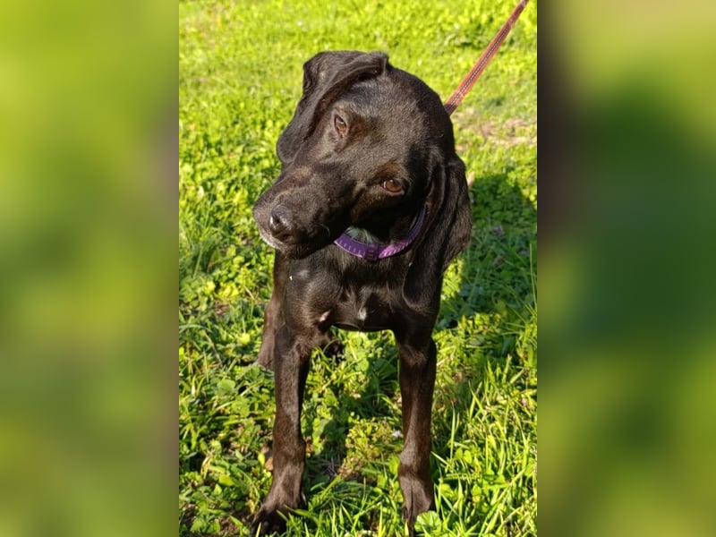 Luna ❤️ fröhliches, aktives Hundemädchen