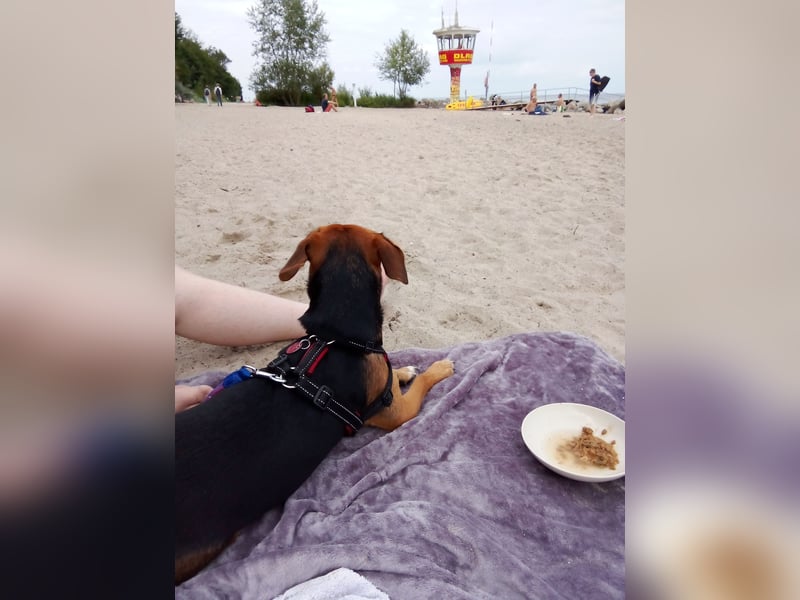 Rohdiamant Lilly sucht erfahrenes zuhause