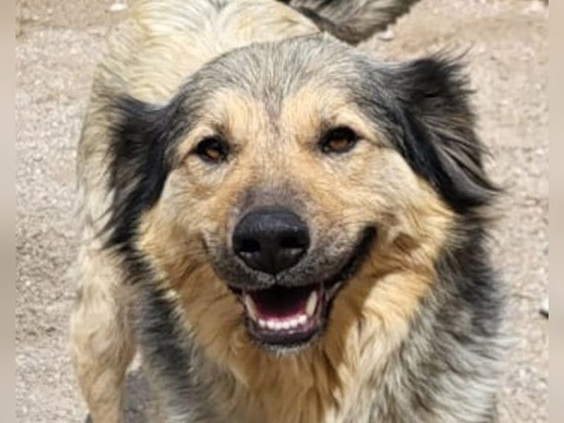 Sanfte Sophy ♥️ Fellfreundin fürs Leben