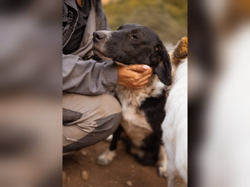 GROF❤️so lieber, anhänglicher Hundejunge
