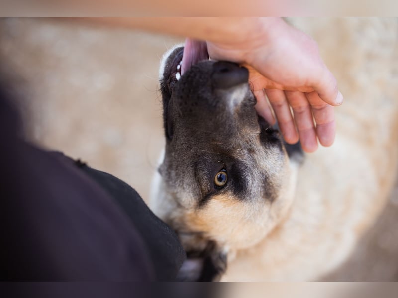 Sofia ♥️ liebe und aktive HSH-Mix-Junghündin