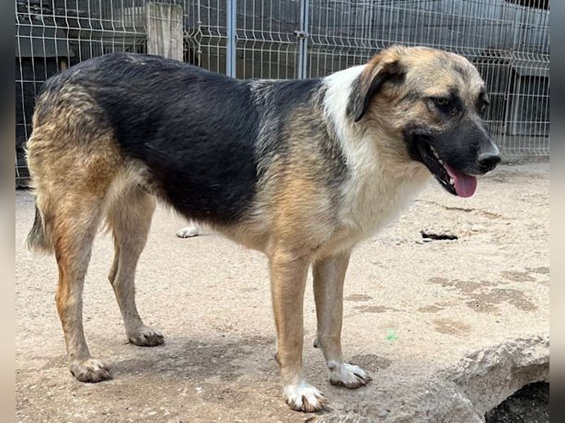 KORA❤️sanfte Seele sucht sehnsüchtig ein liebevolles Zuhause & Geborgenheit