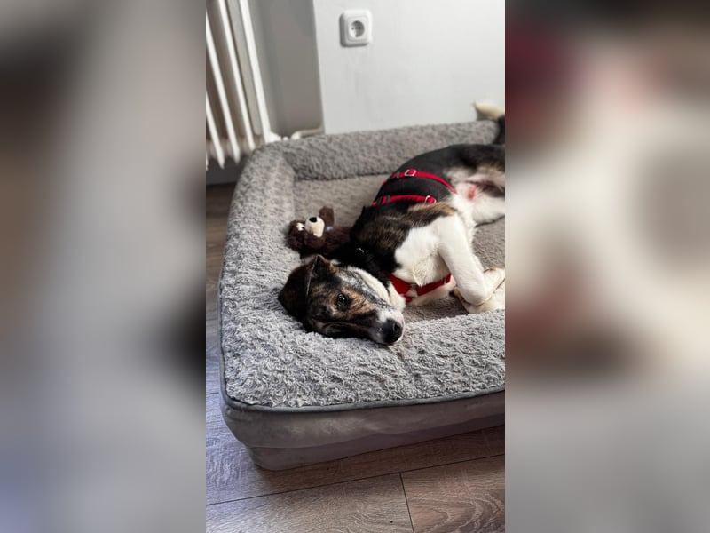 Zauberhafte Bini sucht ihre Menschen