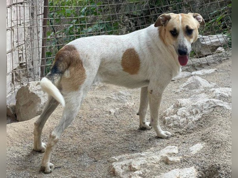 Liebe Nala möchte bei dir einziehen