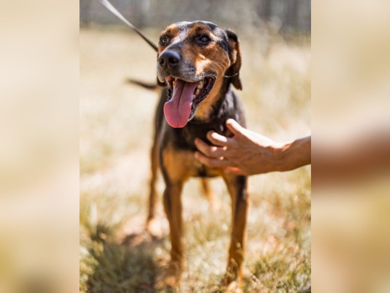 Jasco ❤️ neugieriger, lebhafter & verspielter Rüde