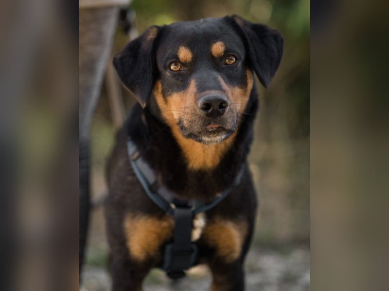 Lieber Mico ❤️ aufgeschlossen & verkuschelt!