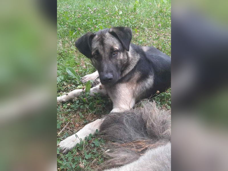GoodBoy ♥Buddy♥ sucht seinen treuen Buddy auf 2 Beinen