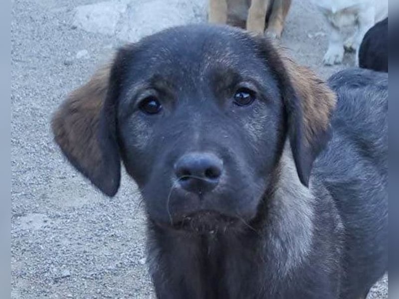 Notfellchen SHADOW❤️in 69198 Schriesheim, dringend Not-PS oder Für-Immer-Zuhause gesucht