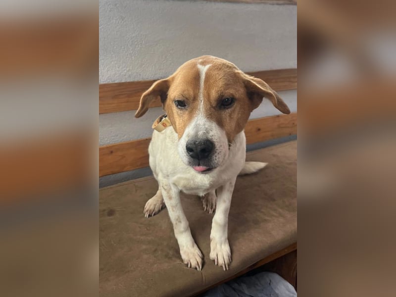 Sony ❤️ Familienhund mit großem Herzen