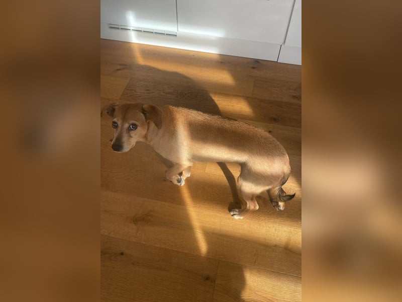 Notfellchen-Mathilda ❤ wartet in 90427 Nürnberg