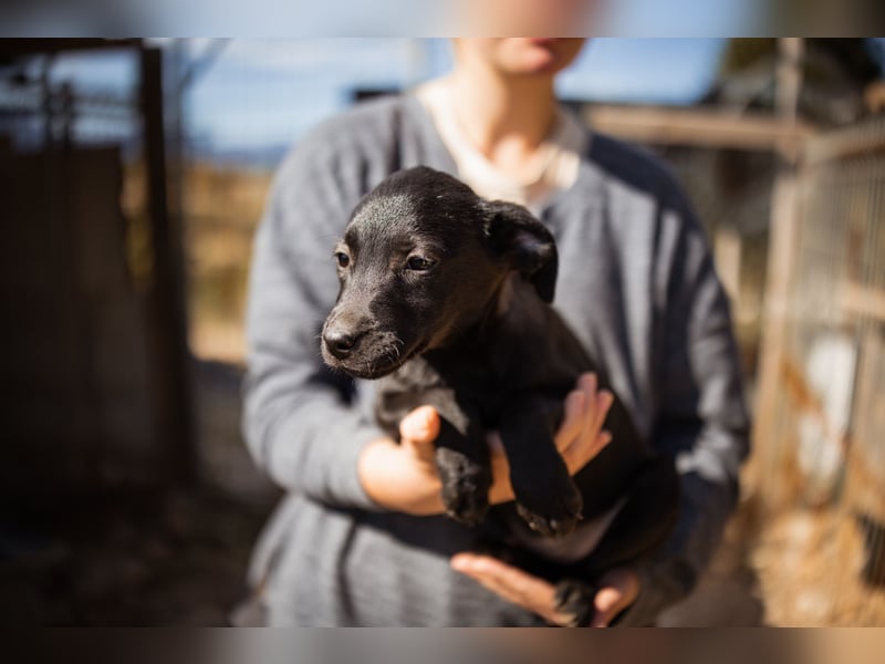 süße TABI❤️kuschelsüchtiges Sonnenscheinchen & pure Lebensfreude!