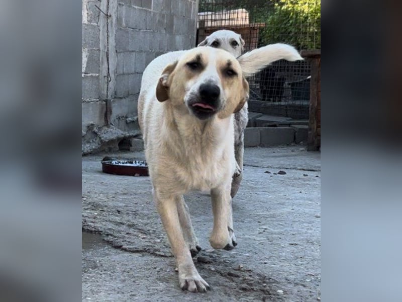 Liebe Nala möchte bei dir einziehen