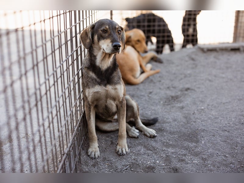 Lebensfrohe ♥Pika♥ sucht ihre treuen Menschen