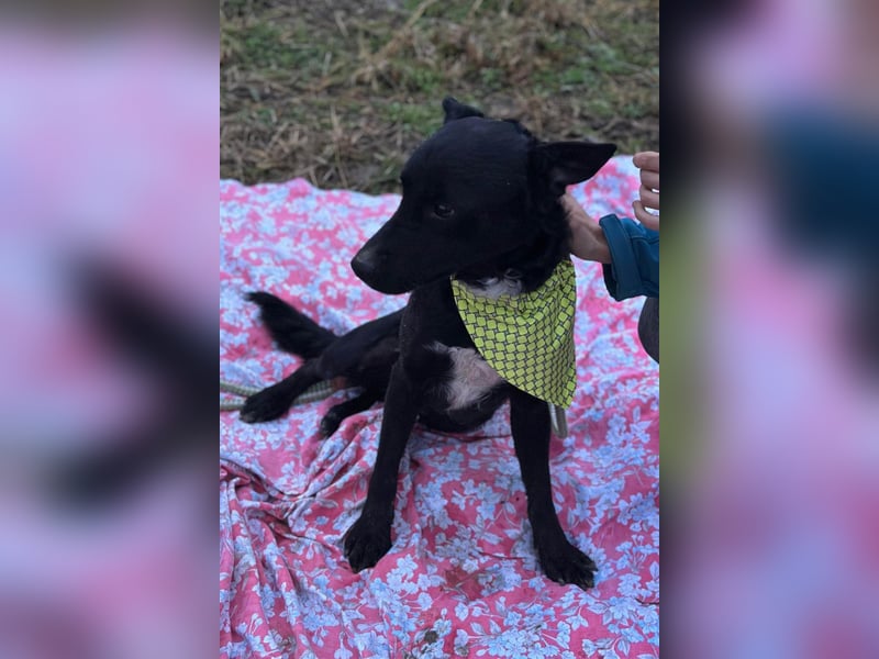 Sokol ❤️ verschmuster, verspielter Hunde-Schatz sucht sein Zuhause