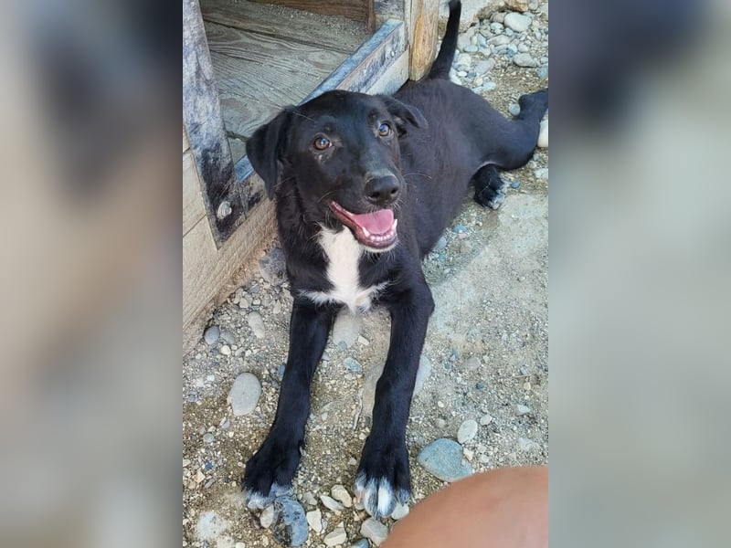 Herziges Welpenmädl Ava ❤️ so lieb, neugierig & verspielt!