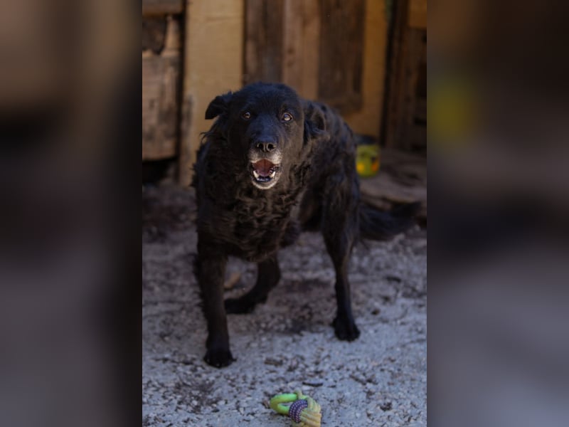 Nox ❤️ liebevoller Kämpfer auf 3-Beinen