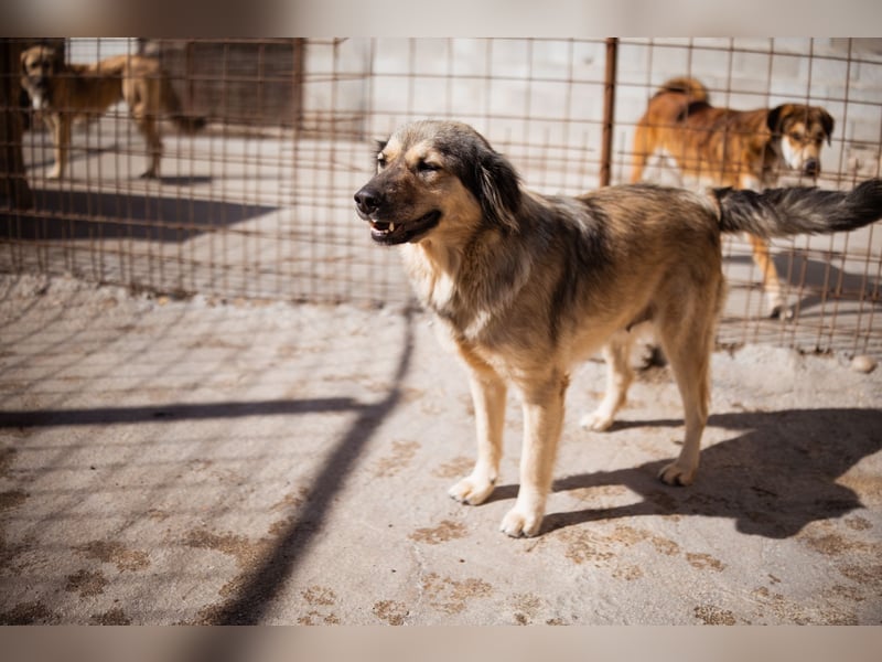 Sanfte Sophy ♥️ Fellfreundin fürs Leben
