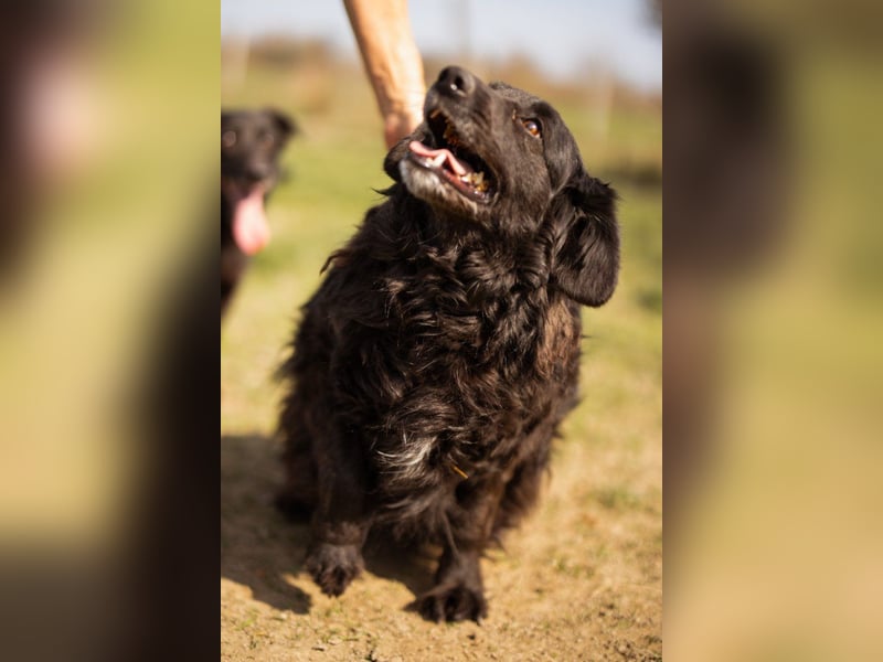 Norman - ein rundum toller Rüde