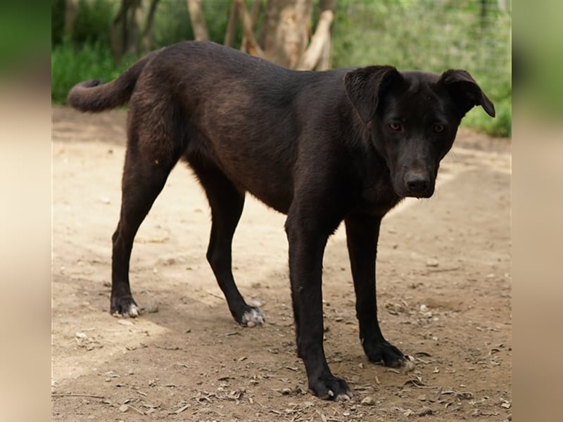 Romira, geb. ca. 06/2022, lebt in GRIECHENLAND, auf einer privaten Pflegestelle