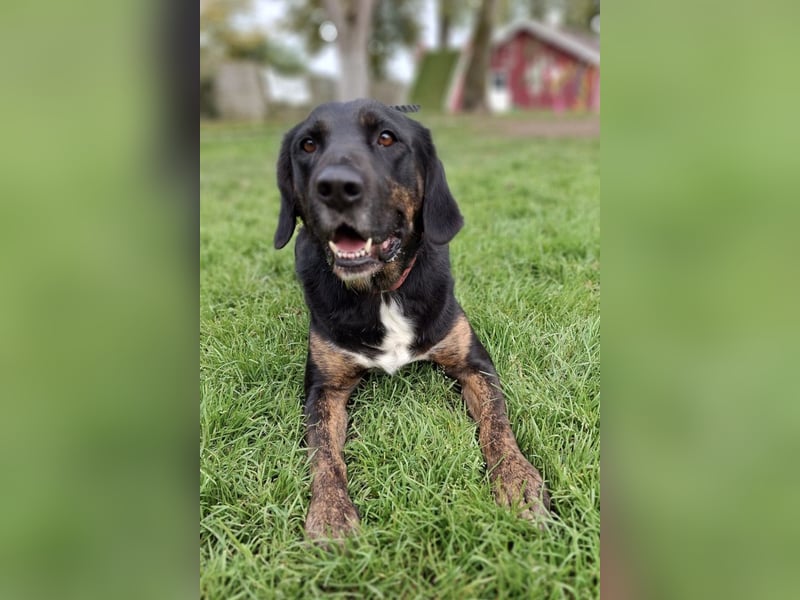 Leo ❤️ wartet in 84524 Neuötting