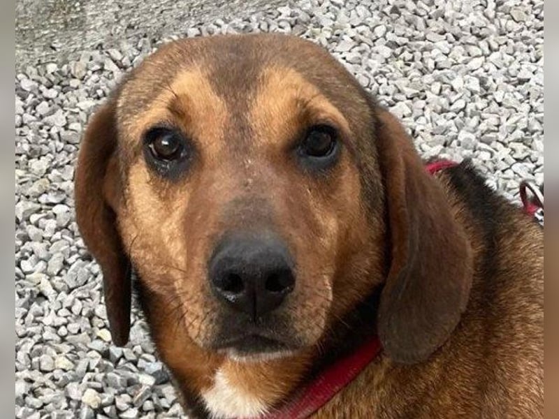 Reina in 01640 Coswig