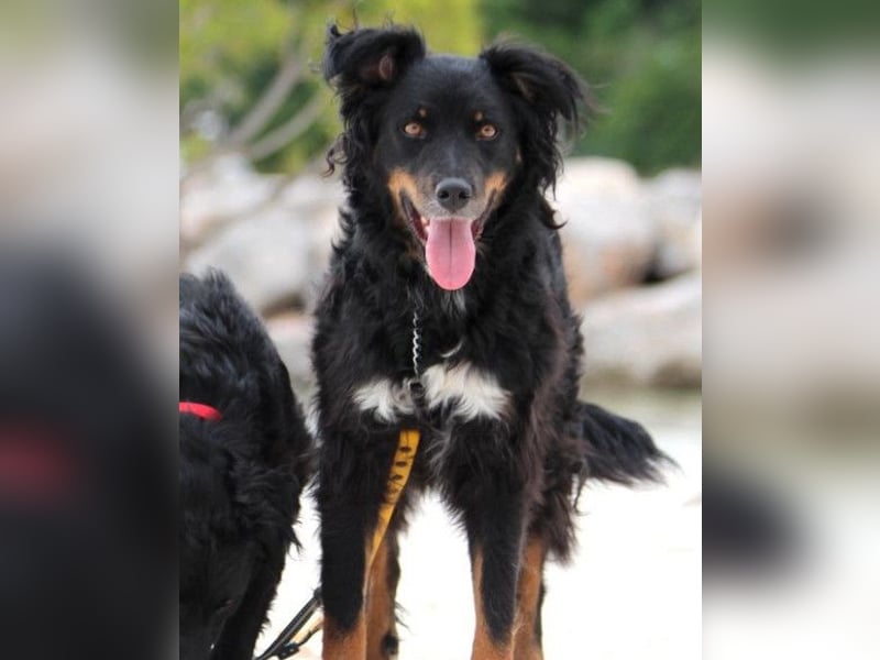 Dina ❤️ sanfte und so liebe Hündin!