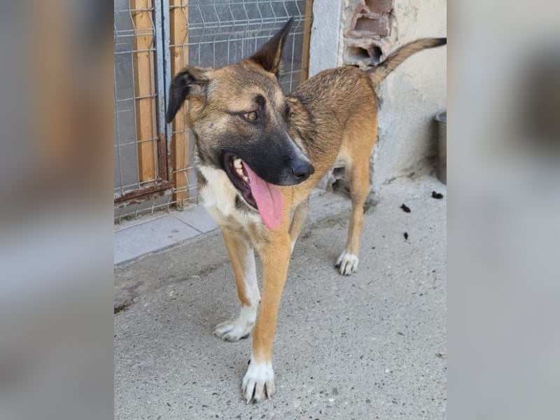 Liebste ♥ Lisa ♥ die pure Lebensfreude - tolle Familienhündin