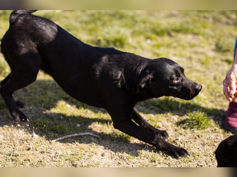 Coolio - wunderbar fröhlicher aktiver Bub