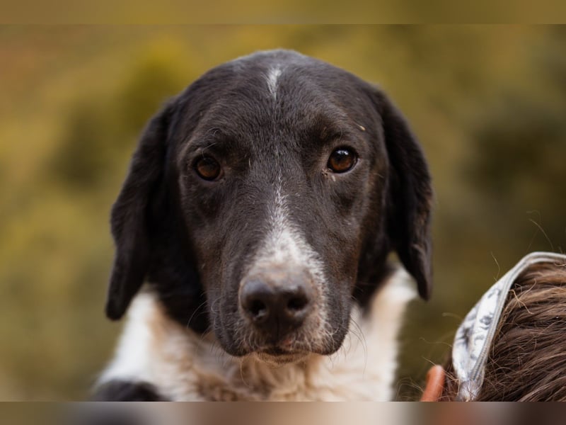GROF❤️so lieber, anhänglicher Hundejunge