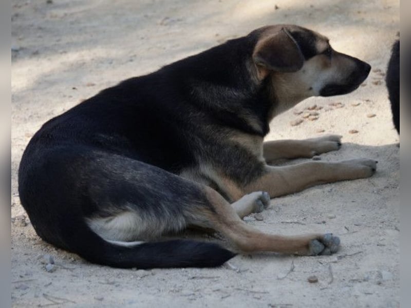 Lana ❤️ tolle umgängliche, verspielte Hündin