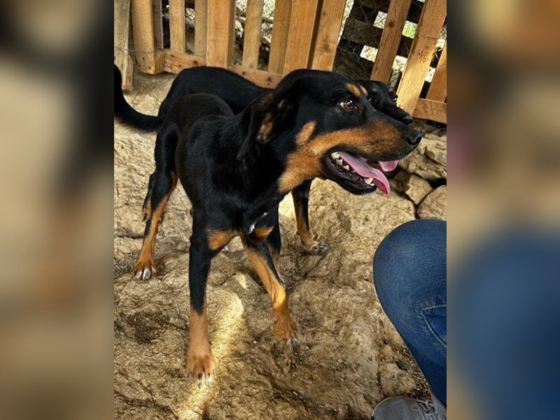 Lieber Mico ❤️ aufgeschlossen & verkuschelt!