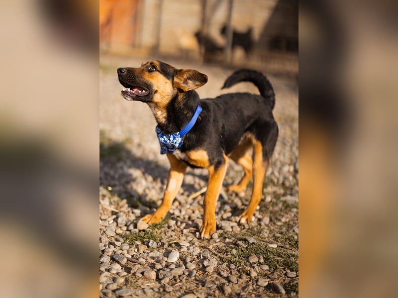 Loki ❤️ verspielter + neugieriger Hundebub