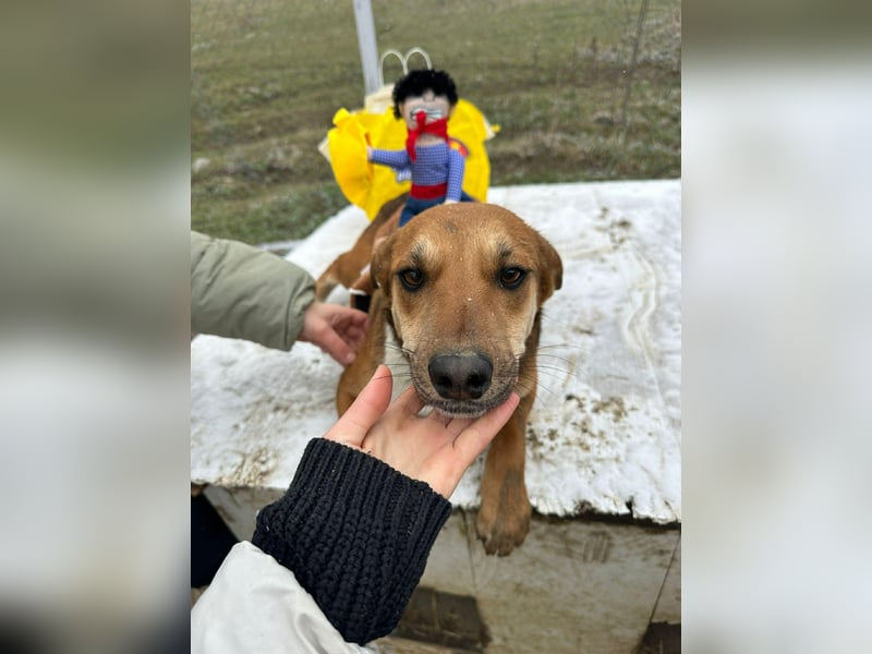 Mandy, hübsches junges Hundemädchen sucht Anschluß