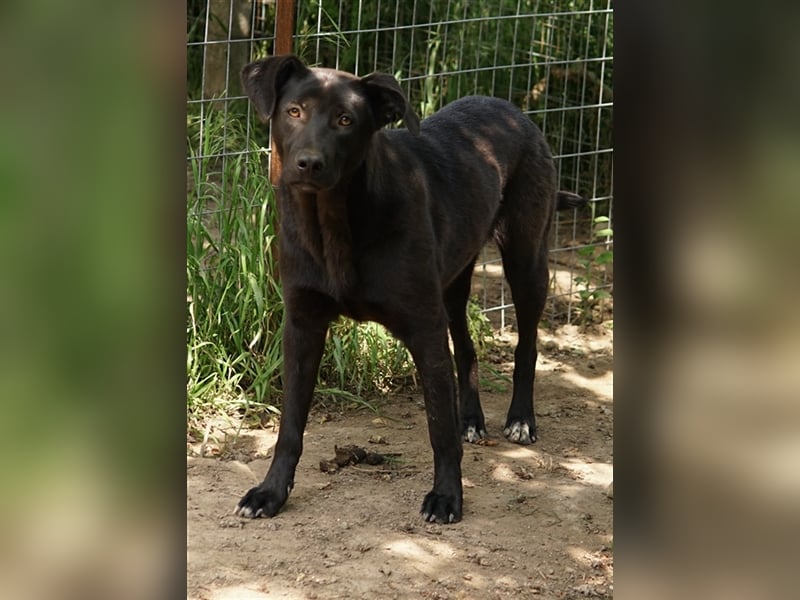 Romira, geb. ca. 06/2022, lebt in GRIECHENLAND, auf einer privaten Pflegestelle