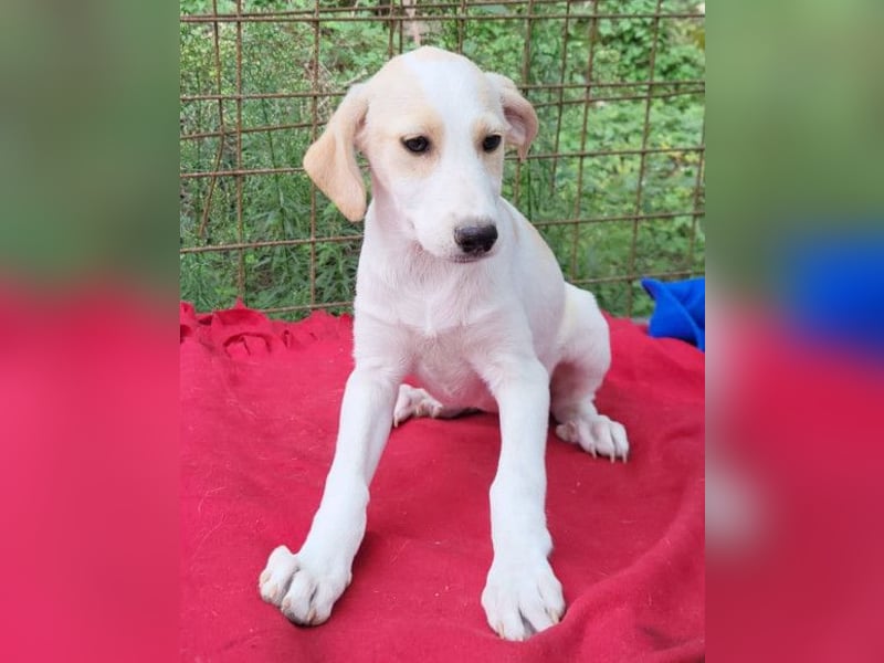 Leni ❤️ zuckersüßes, junges Hundemädchen Leni ❤️ zuckersüßes, junges Hundemädchen