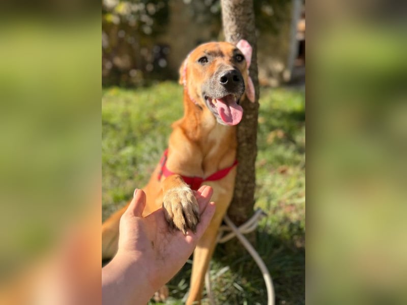LISA❤️sanfte Seele sucht ihr Familienglück