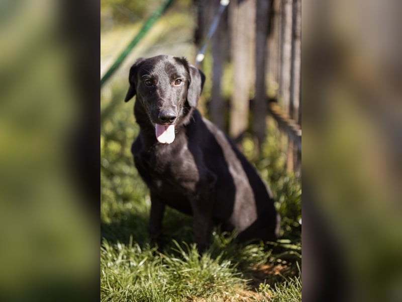 DIEGO❤️sozialer, menschenbezogener Jungspund mit fröhlichem Wesen