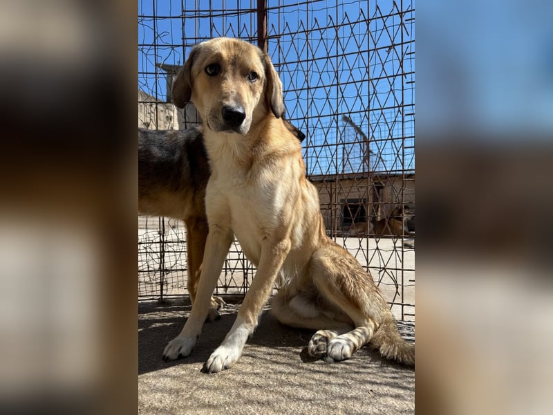 Klausi ❤️ sanft, sensibel + sucht Halt & Liebe