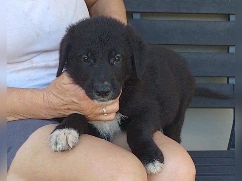 Junger Cosmo - charmanter Schäfi-Mix-Bub