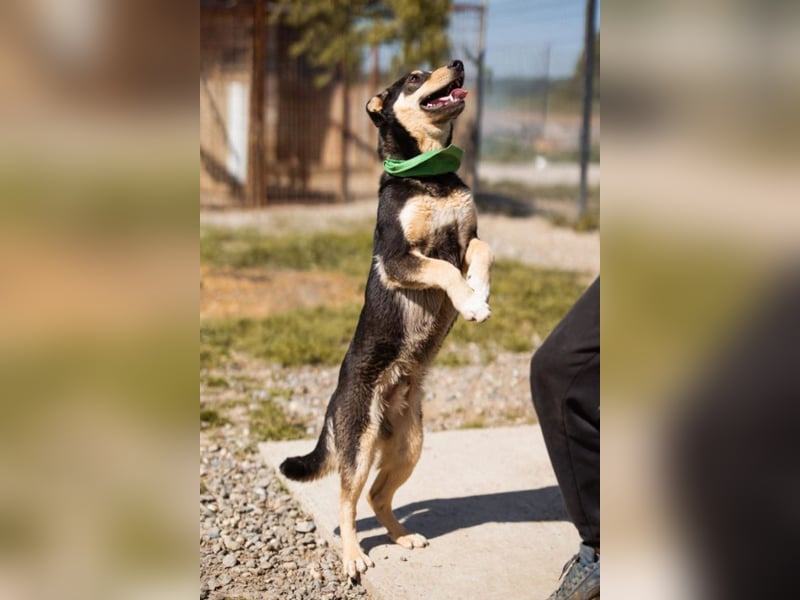 Norio ❤️ kuschliger, verspielter junger Hundebub