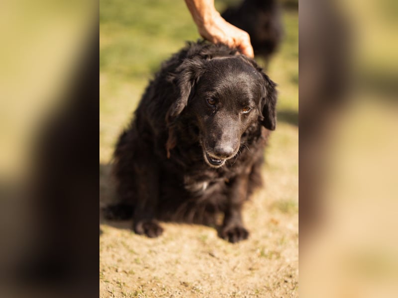 Norman - ein rundum toller Rüde