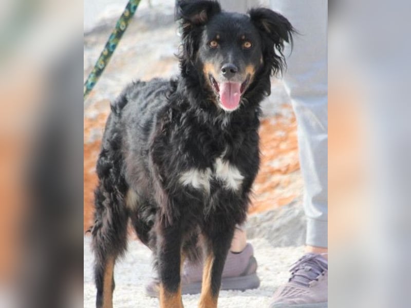 Dina ❤️ sanfte und so liebe Hündin!