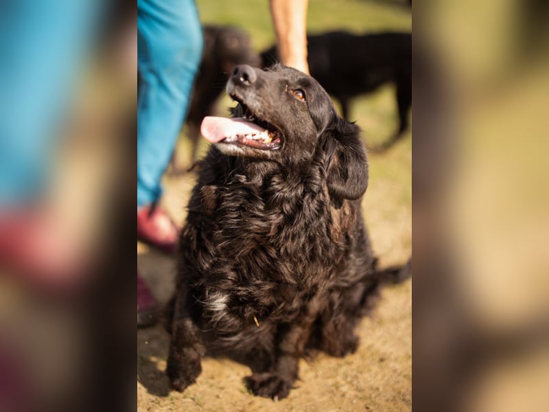 Norman - ein rundum toller Rüde