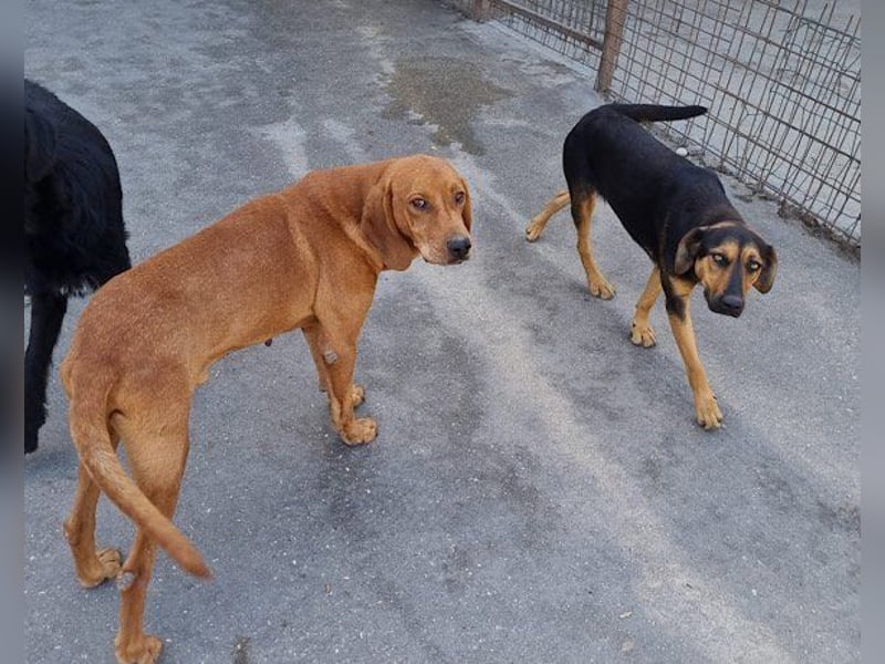 Wundervolle Aylini sucht ein Zuhause