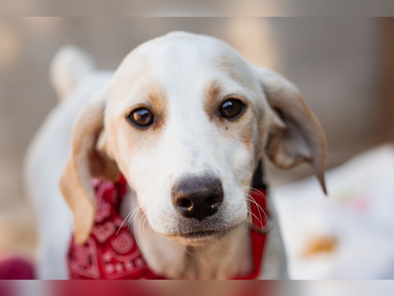 Leni ❤️ zuckersüßes, junges Hundemädchen Leni ❤️ zuckersüßes, junges Hundemädchen
