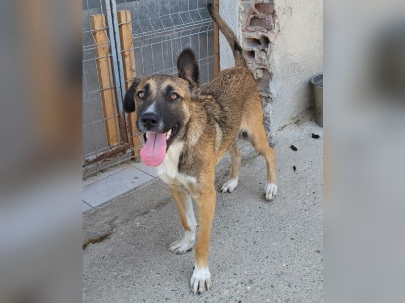 Liebste ♥ Lisa ♥ die pure Lebensfreude - tolle Familienhündin