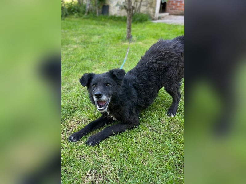 BIMAL❤️lieber, ruhiger und katzenverträglicher Familienhund