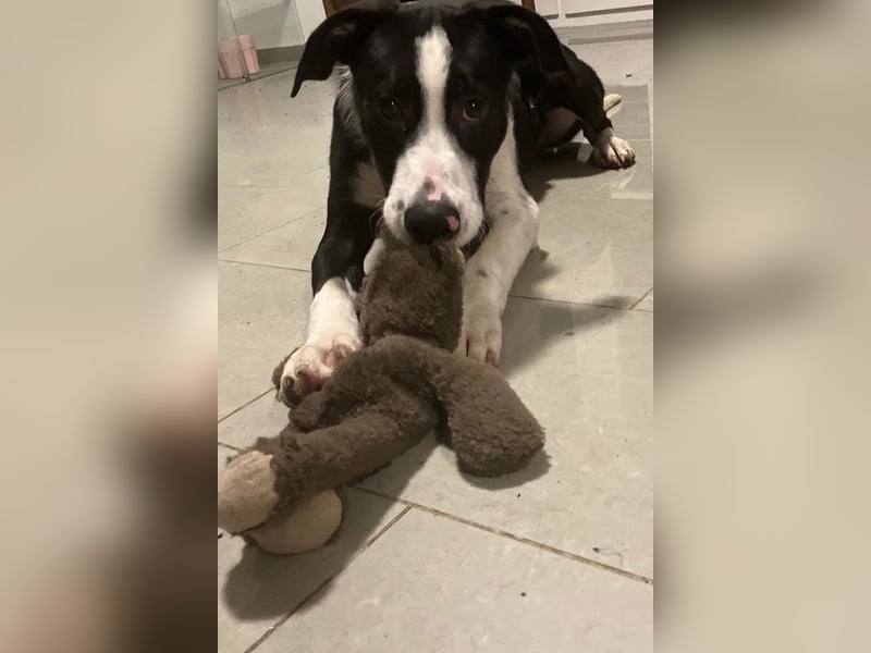 Jungspund Rocky ❤️ wartet in 50674 Köln