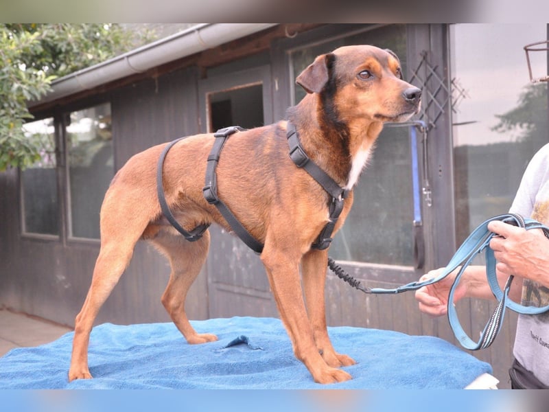 Lieber ♥Amon♥ sozialer, neugieriger Rüde