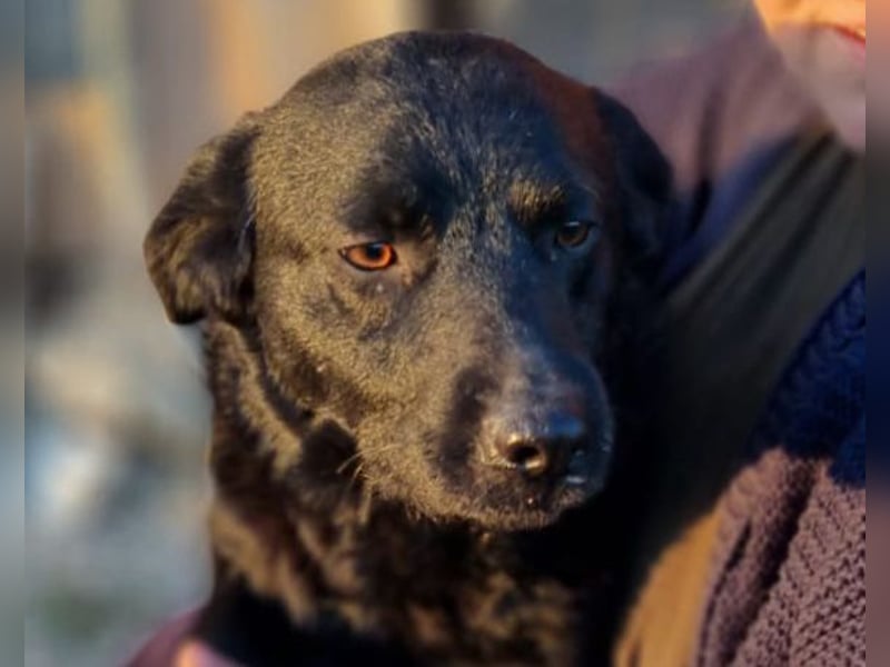 Bruce ❤️ Sanftmütig, loyal, verschmust!